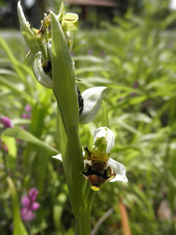 Ophrys apifera forse della Grecia